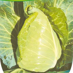 Coeur de boeuf des Vertus Cabbage